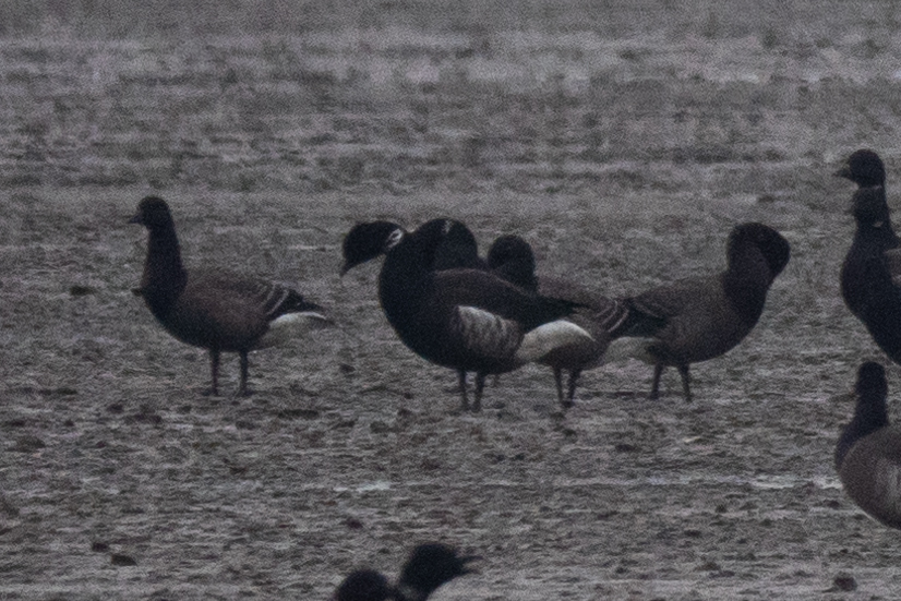 berneška tmavá (ssp. nigricans) - ML612494086