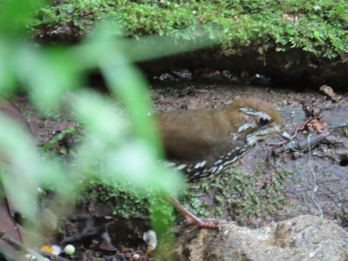 Schwartz's Antthrush - ML612494091