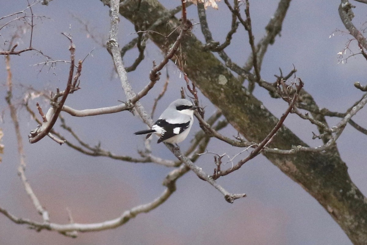 Loggerhead Shrike - ML612494116