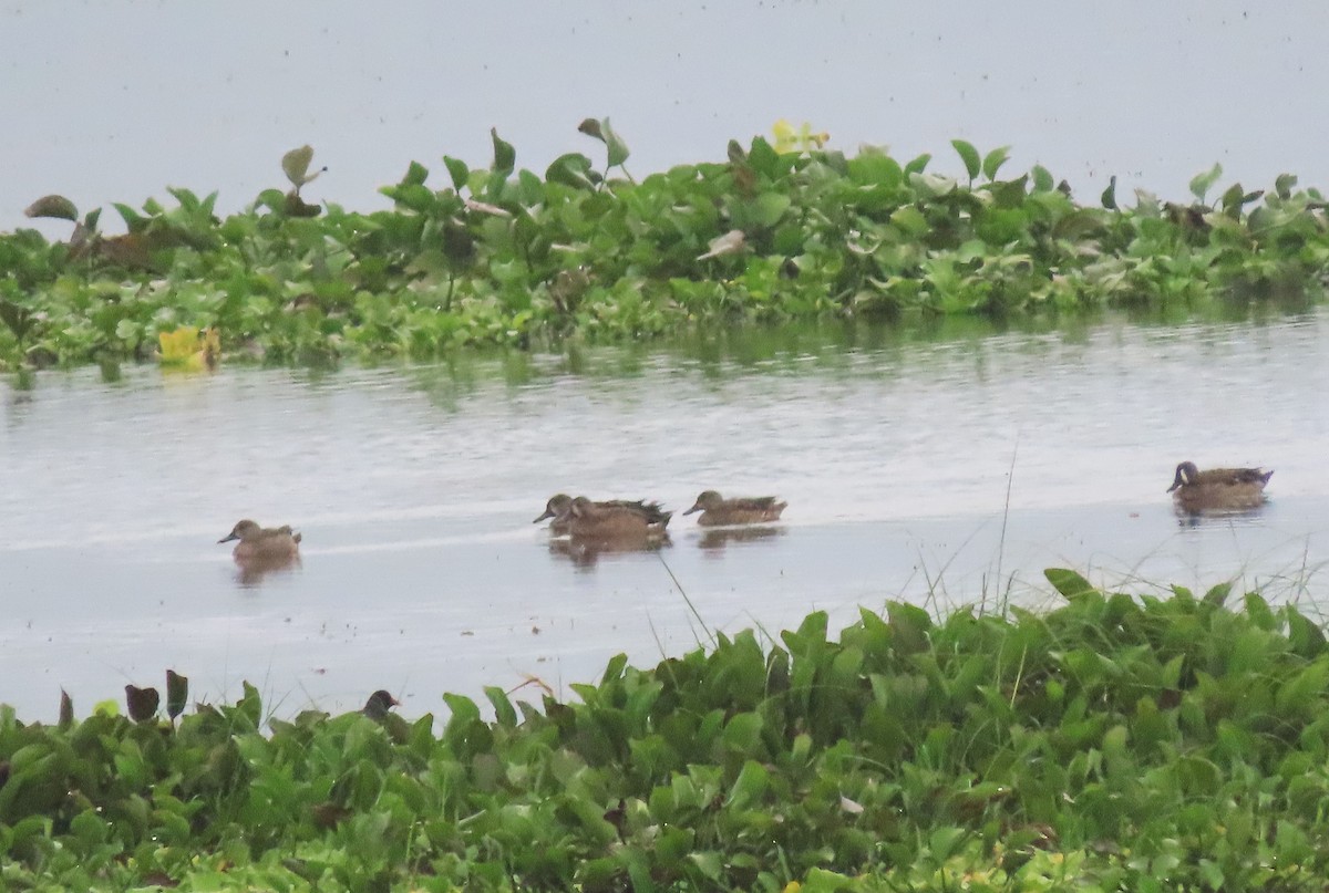 Blue-winged Teal - ML612494117