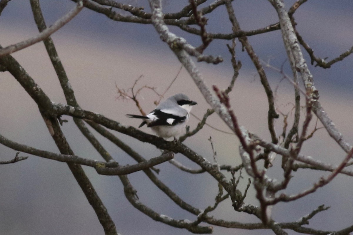 Loggerhead Shrike - ML612494119