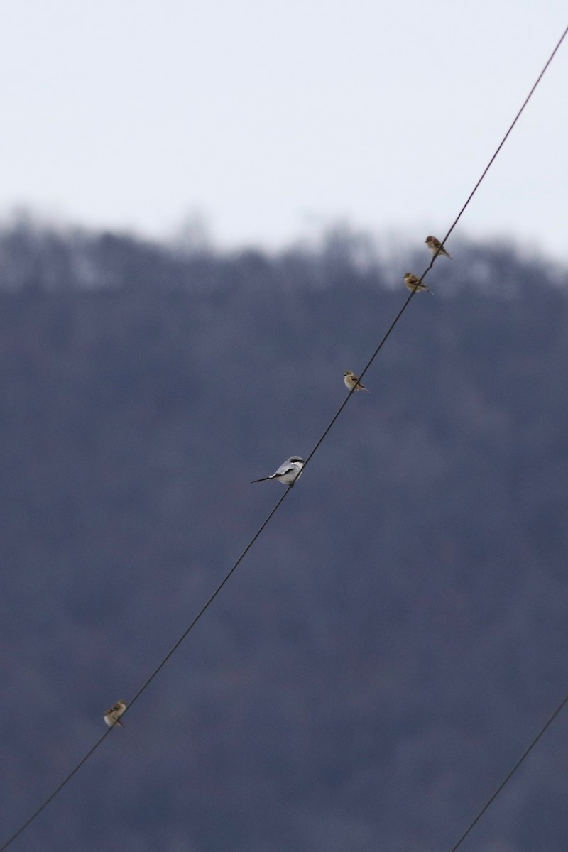 Loggerhead Shrike - ML612494123