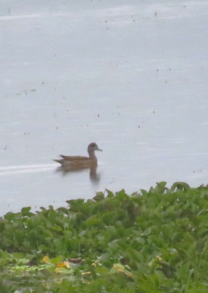 American Wigeon - ML612494127