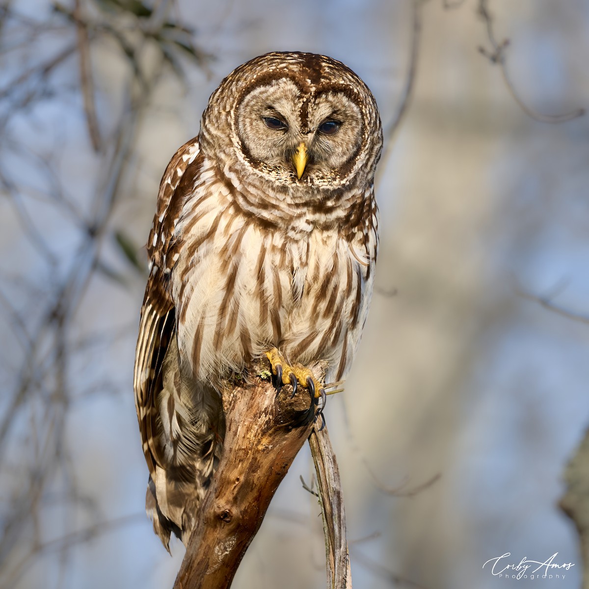 Barred Owl - Corby Amos