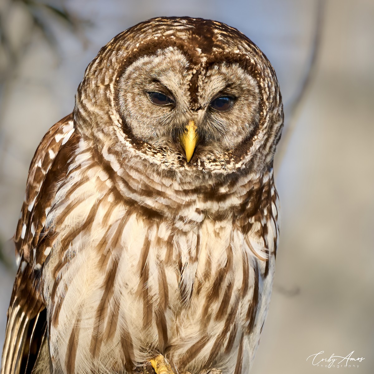 Barred Owl - Corby Amos