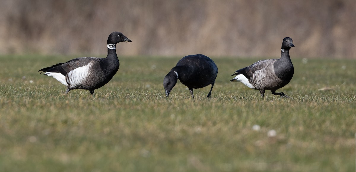 Brant (Black) - Friedemann Arndt