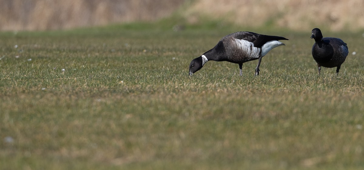 Казарка чорна (підвид nigricans) - ML612494181