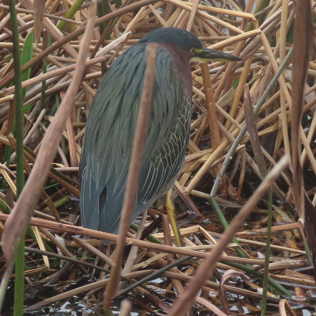 Green Heron - Craig Gittleman