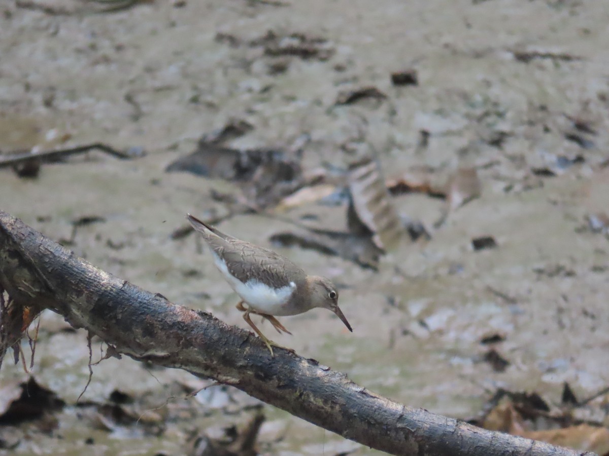 Spotted Sandpiper - Luisa Fernanda Chavez Paz