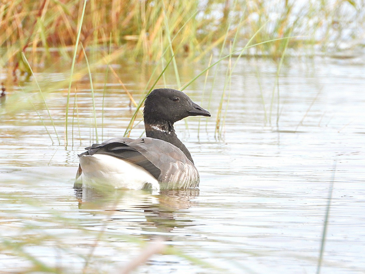 Brant - ML612494325