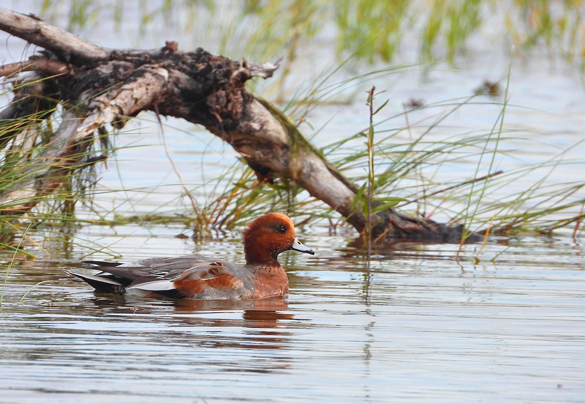 Eurasian Wigeon - ML612494341