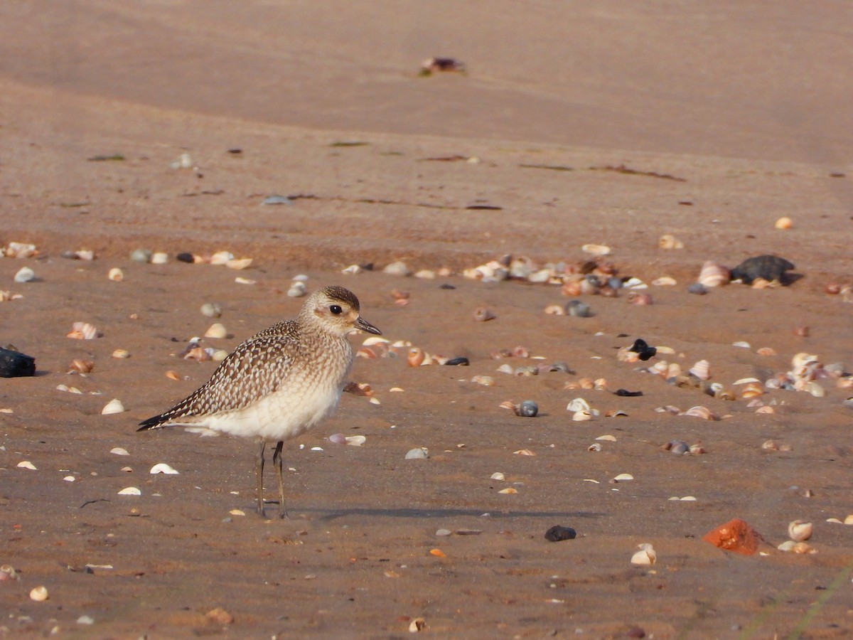 Black-bellied Plover - ML612494352