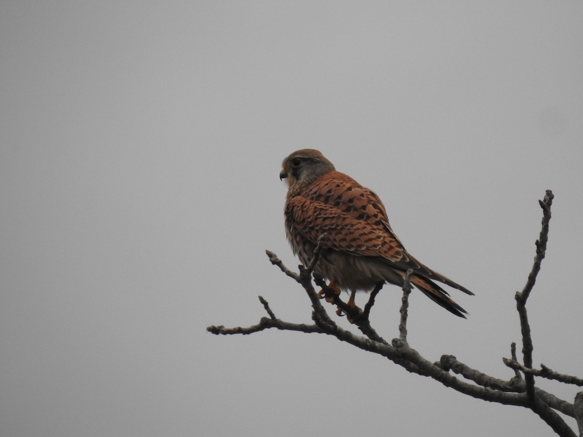 Eurasian Kestrel - ML612494368