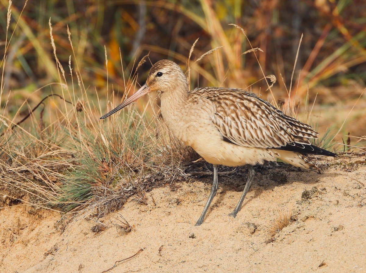 Bar-tailed Godwit - ML612494369