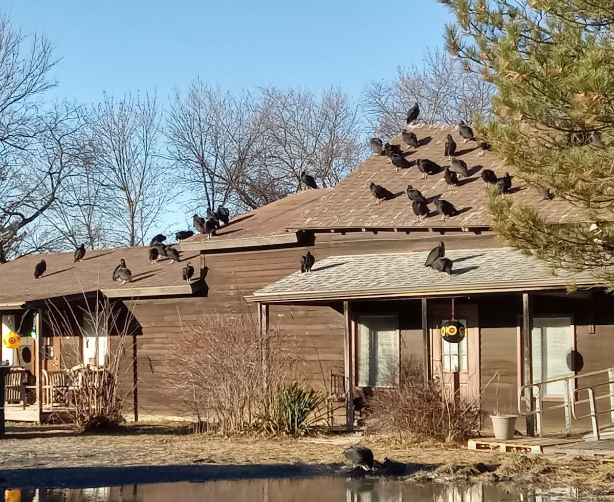 Black Vulture - ML612494387