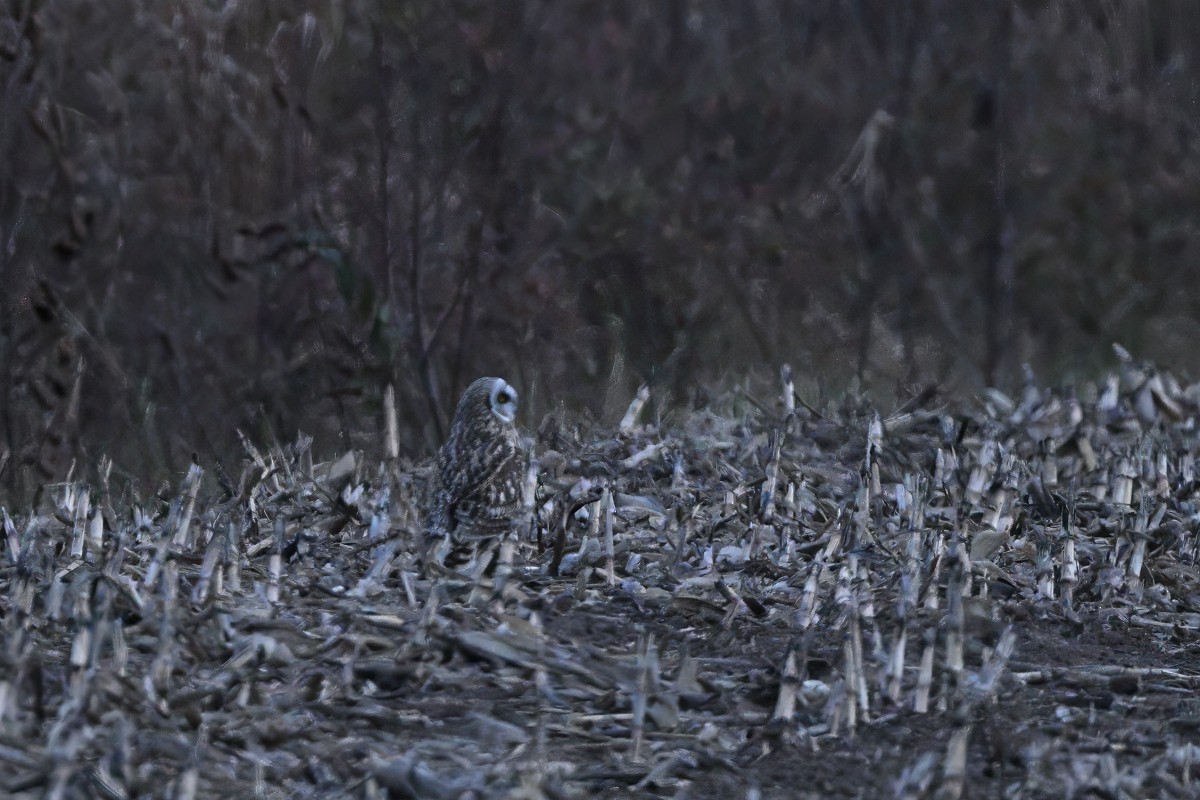 Hibou des marais (flammeus) - ML612494402