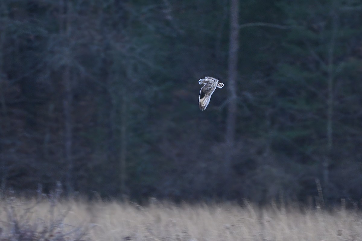 Short-eared Owl (Northern) - ML612494403