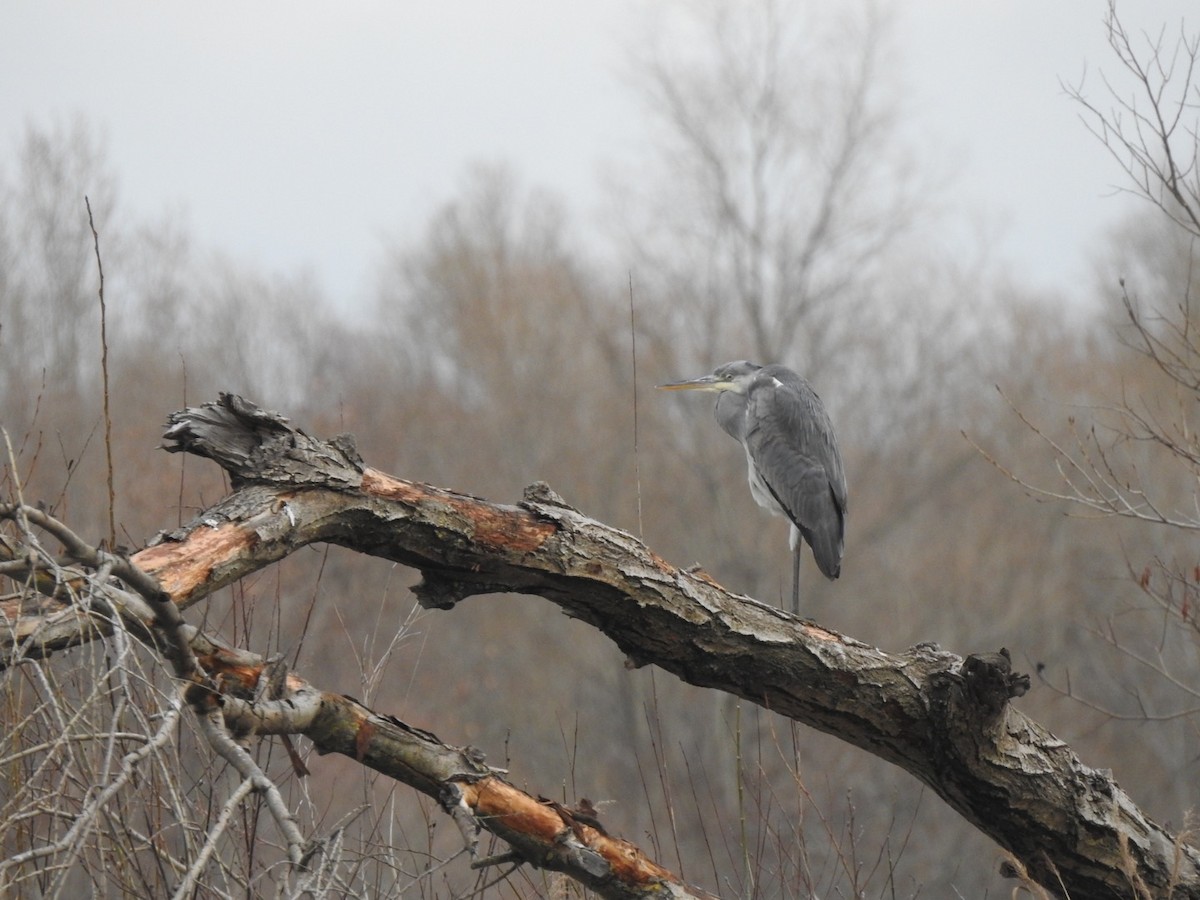 Gray Heron - ML612494423