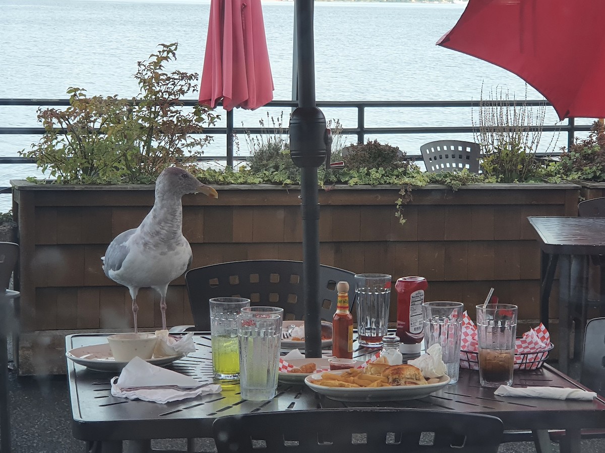 Glaucous-winged Gull - ML612494500