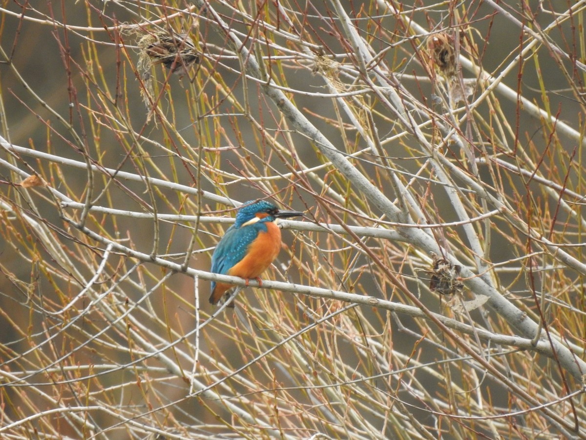 Common Kingfisher (Common) - ML612494528