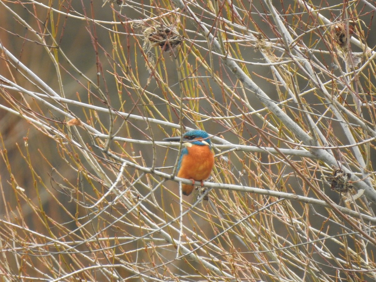 Martin-pêcheur d'Europe (groupe atthis) - ML612494529