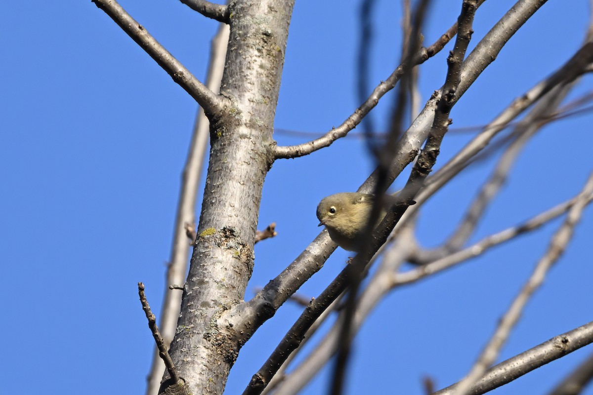 Ruby-crowned Kinglet - Vern Wilkins 🦉