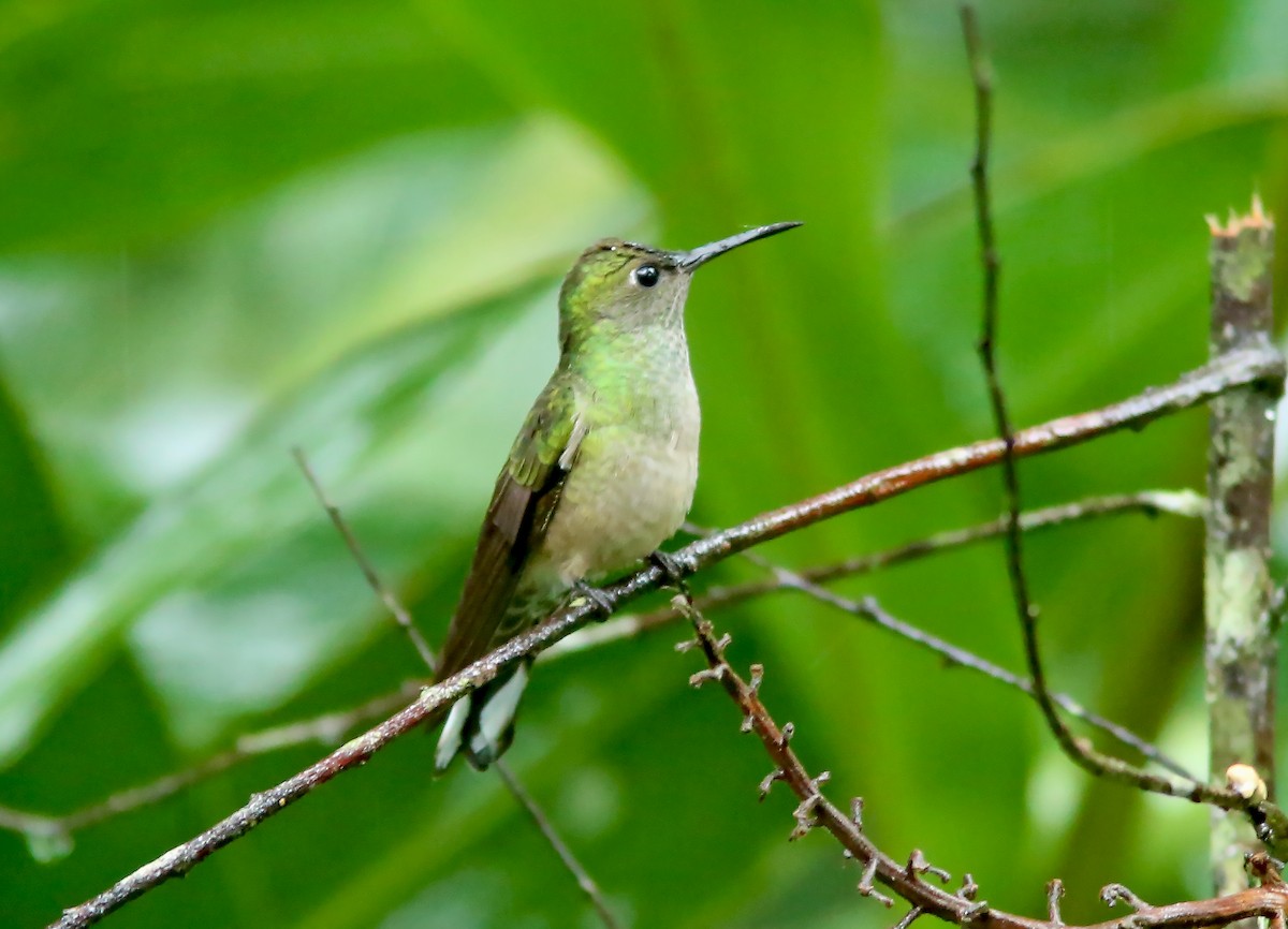 Scaly-breasted Hummingbird - ML612494539