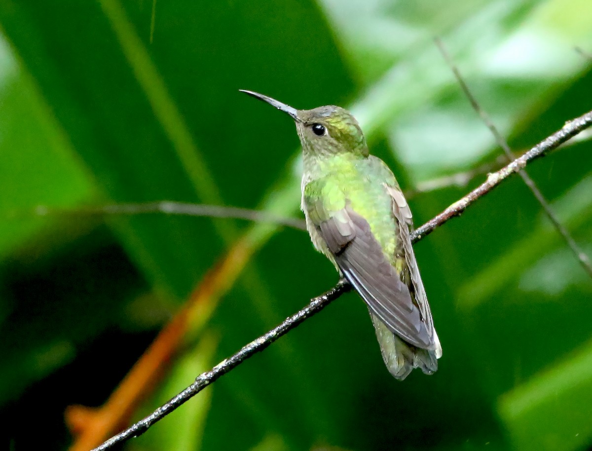 Scaly-breasted Hummingbird - ML612494541