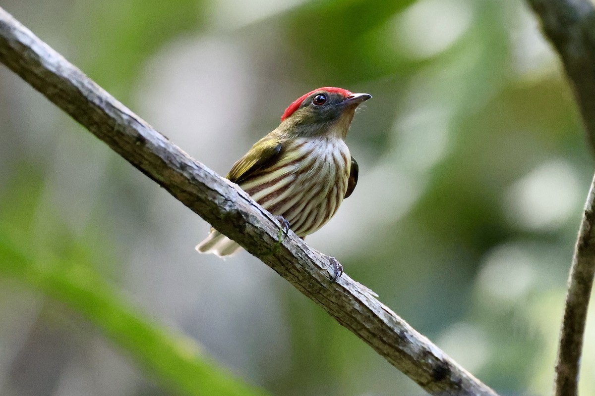 Kinglet Manakin - Jonathan Slifkin