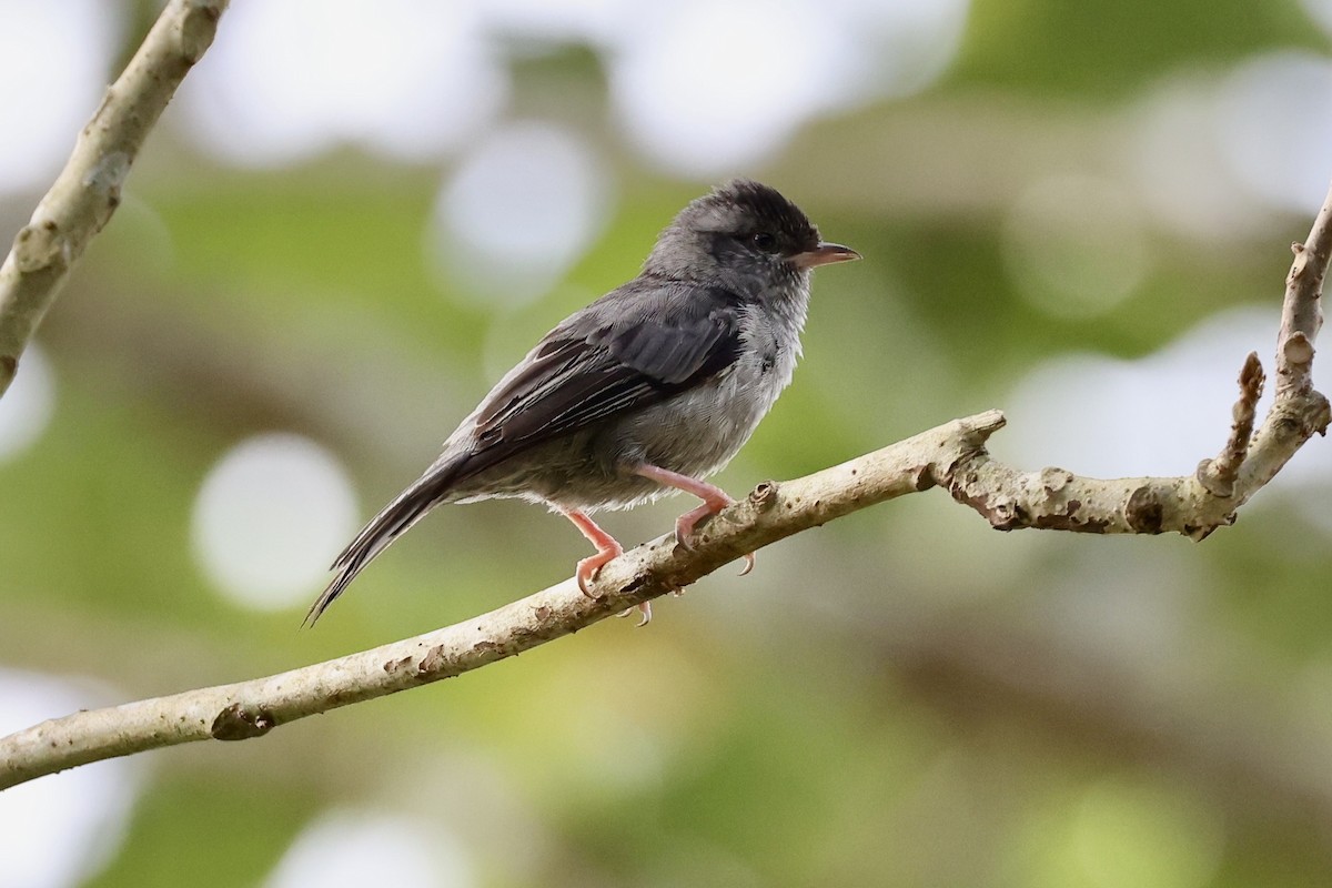 Pink-legged Graveteiro - ML612494554