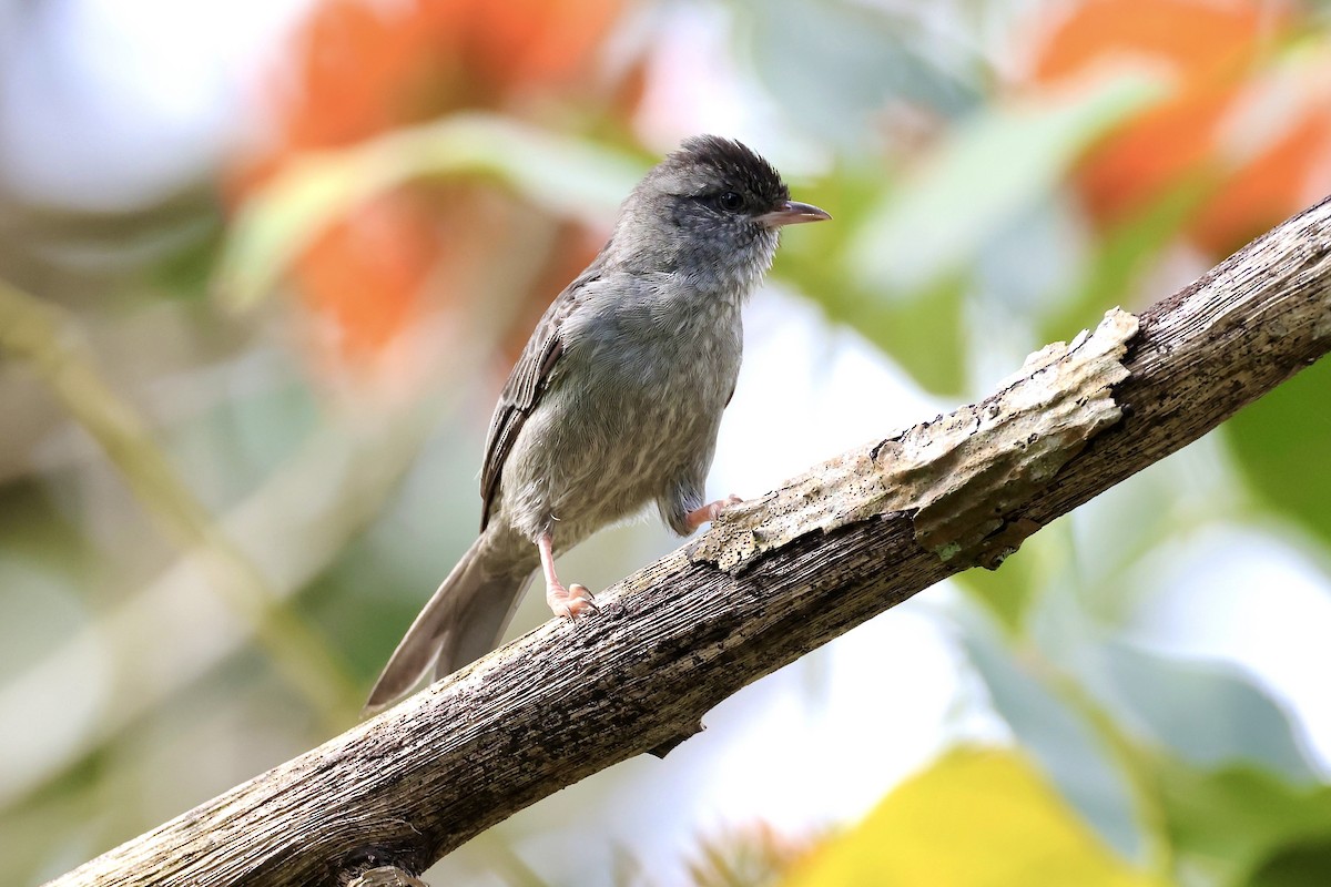 Pink-legged Graveteiro - ML612494557