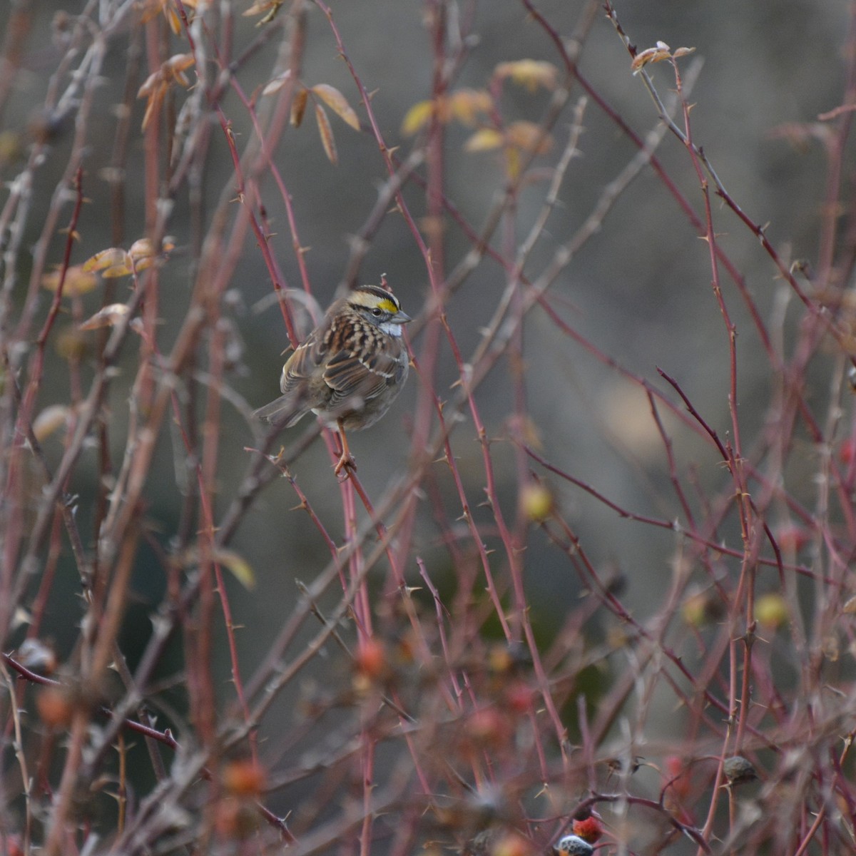 White-throated Sparrow - Sammie Peat