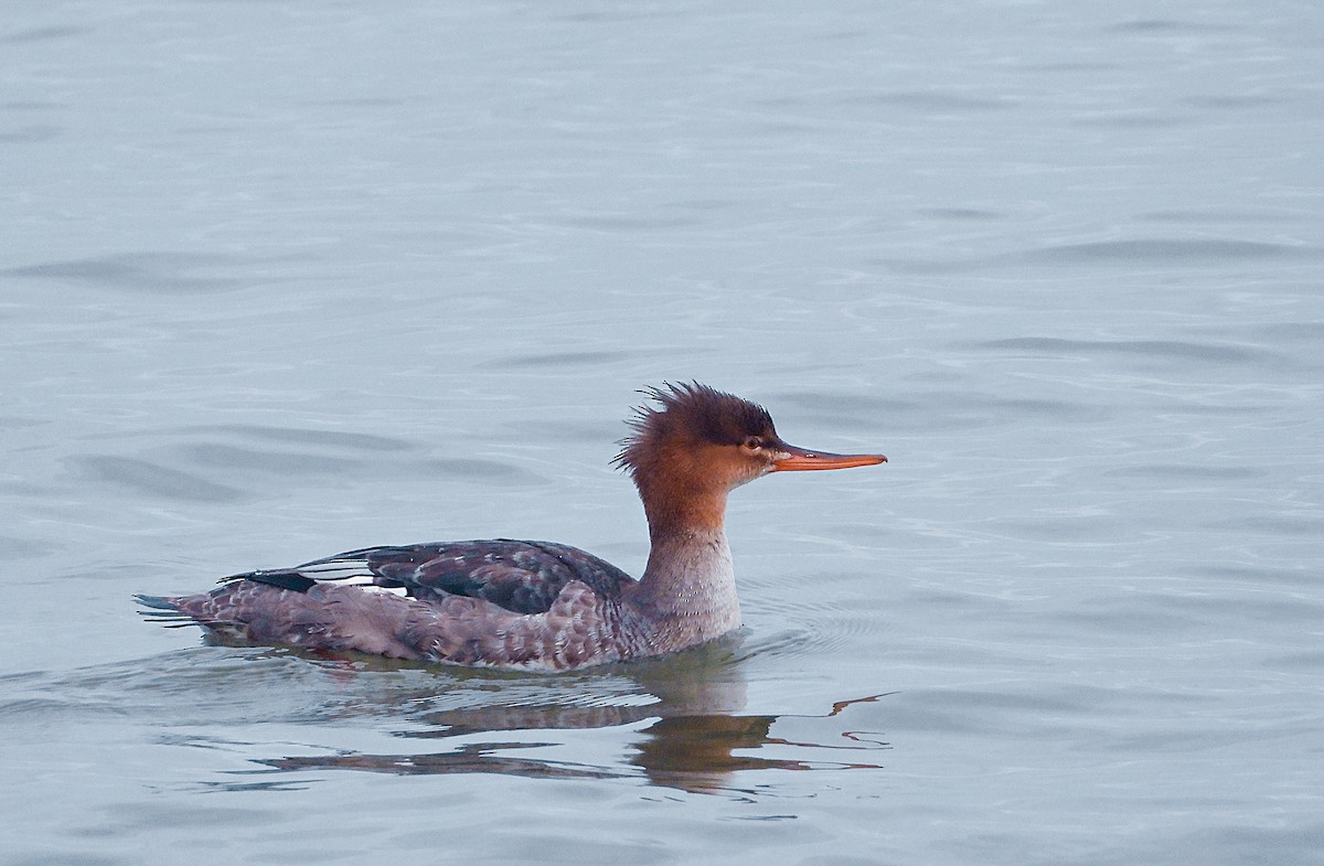 Red-breasted Merganser - ML612494687