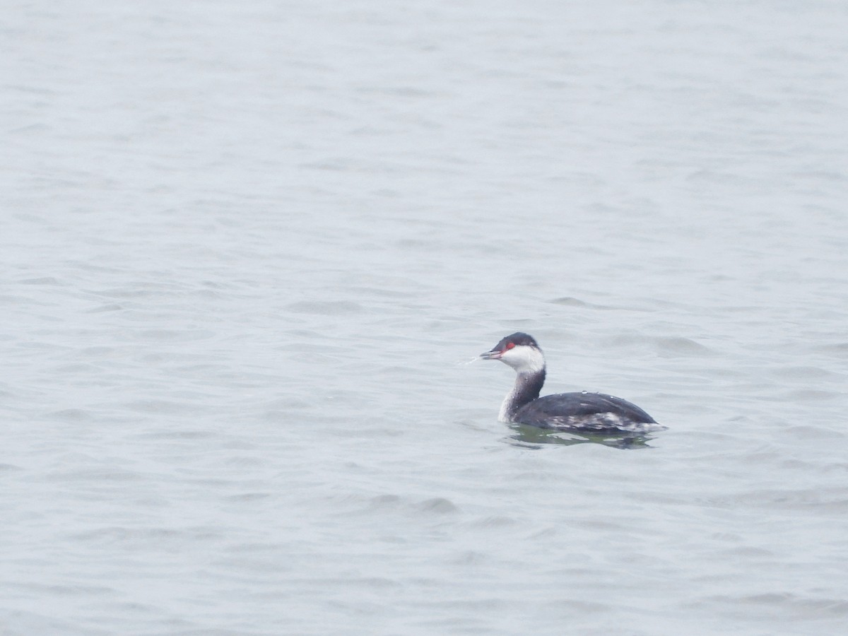 Horned Grebe - ML612494691