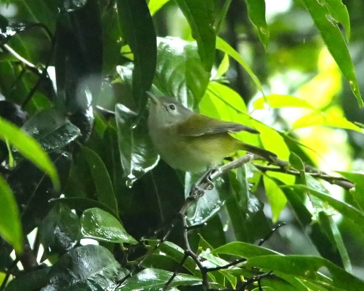 korthalevireo - ML612494712