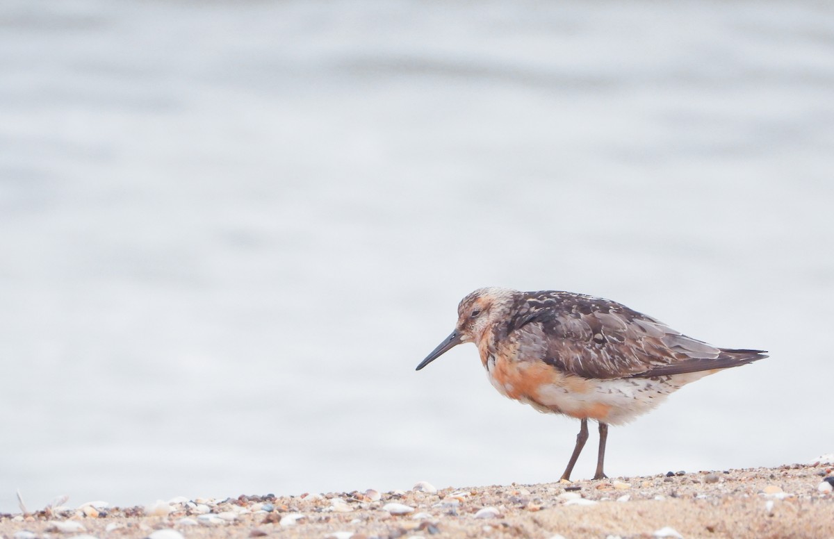 Red Knot - Eugene Misiuk🦉