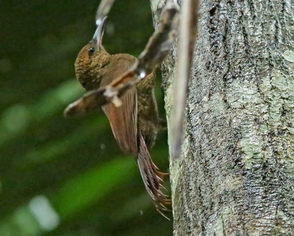 Northern Barred-Woodcreeper - ML612494748