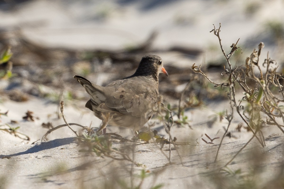 Common Ground Dove - David Joiner