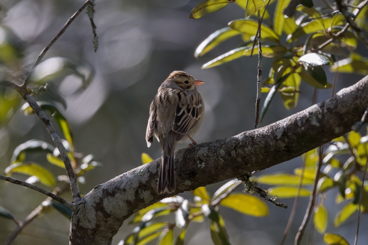 Clay-colored Sparrow - ML612494770