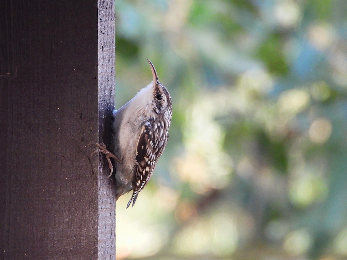 Short-toed Treecreeper - ML612494791