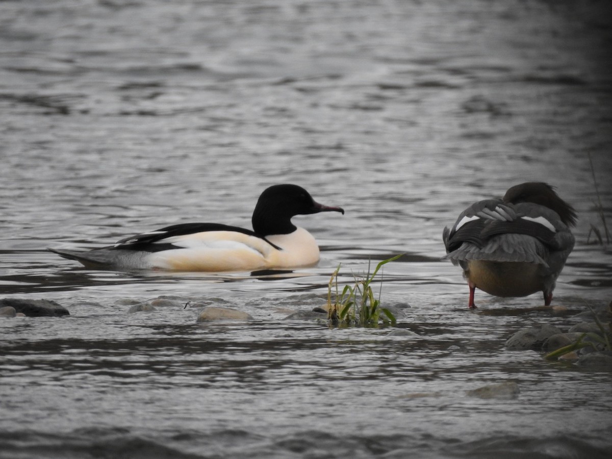 Common Merganser - ML612494792