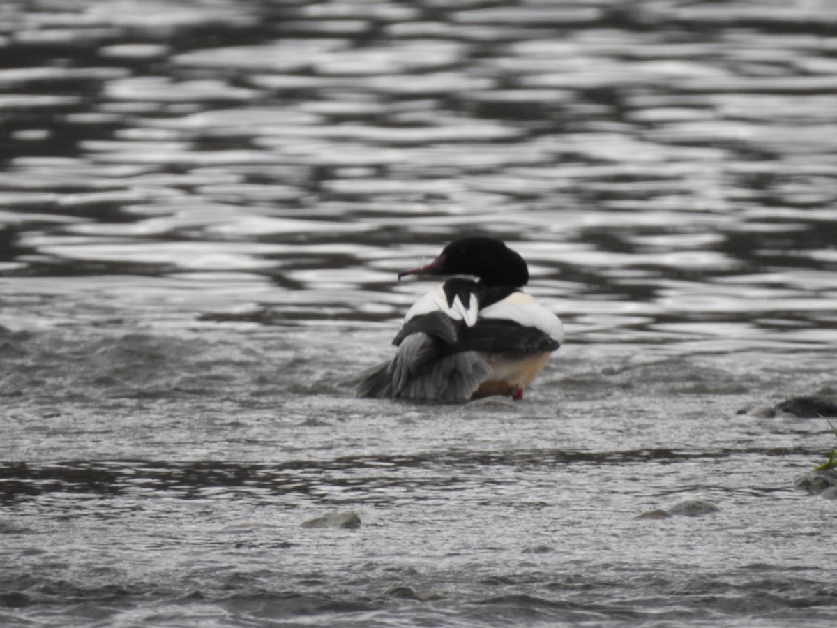 Common Merganser - ML612494793