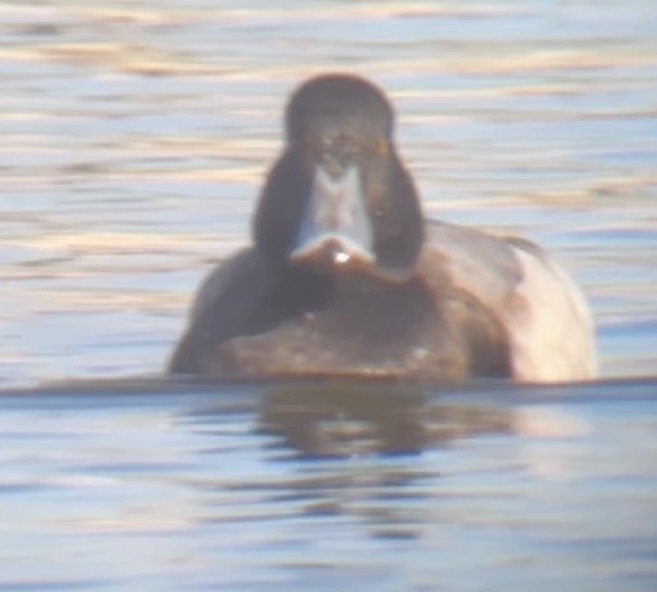 Greater Scaup - ML612494820