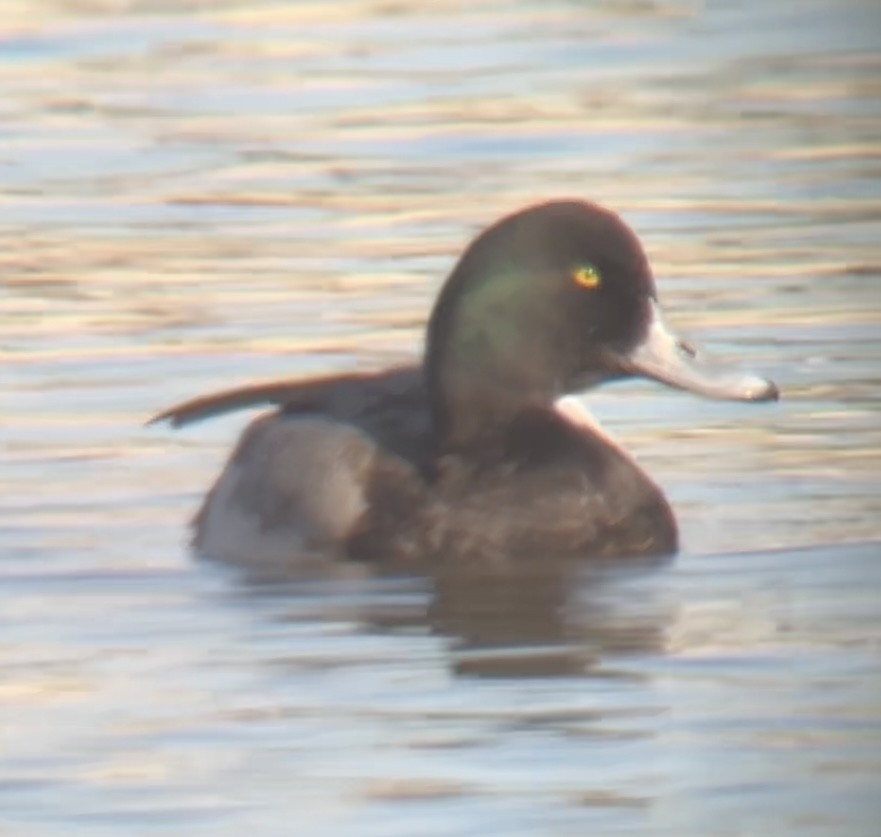 Greater Scaup - ML612494821