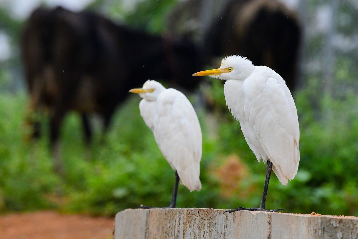 Eastern Cattle Egret - Sathish Ramamoorthy