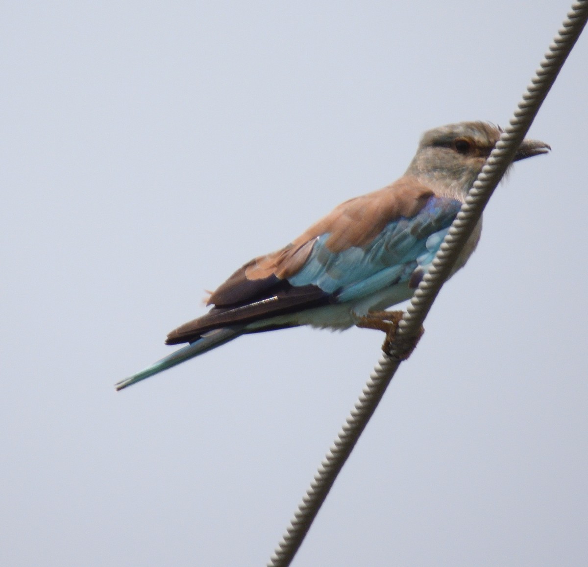 European Roller - ML612494925