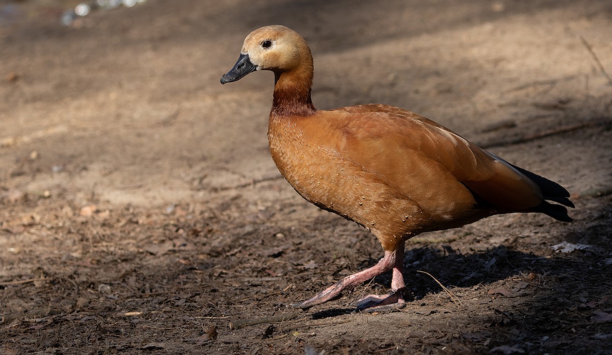 Egyptian Goose x Ruddy Shelduck (hybrid) - ML612494938