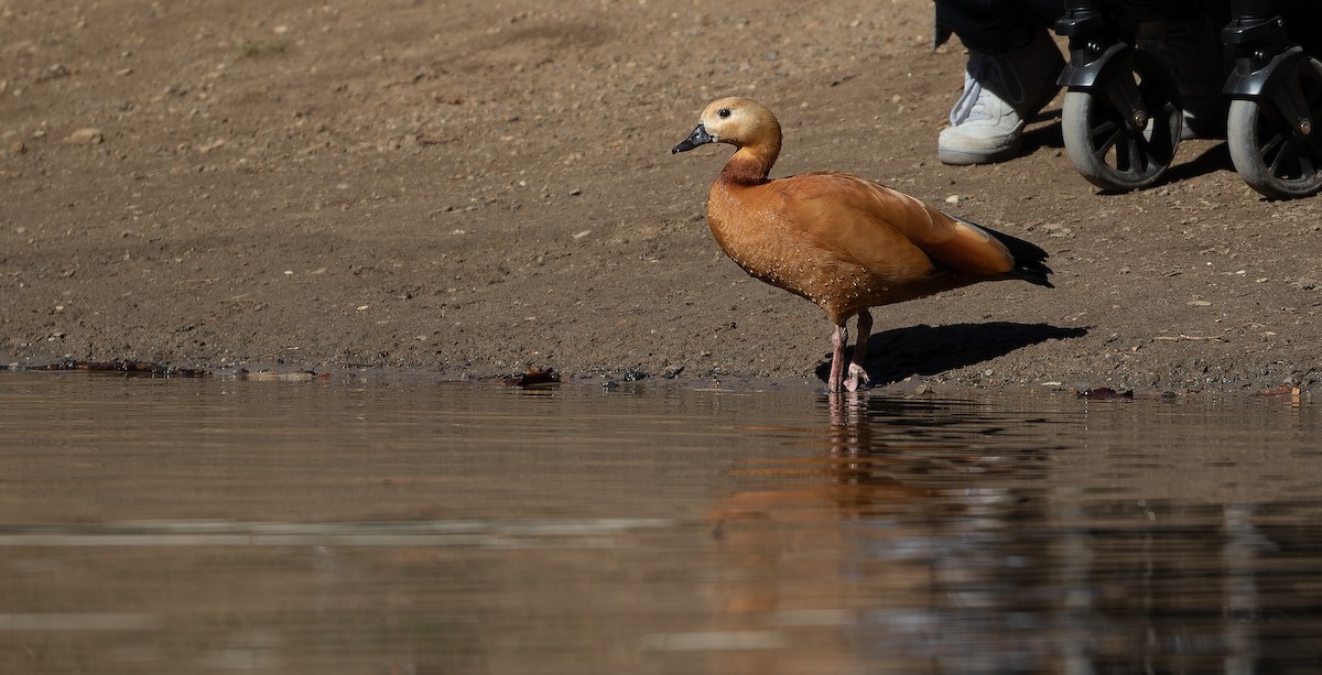 Egyptian Goose x Ruddy Shelduck (hybrid) - ML612494942