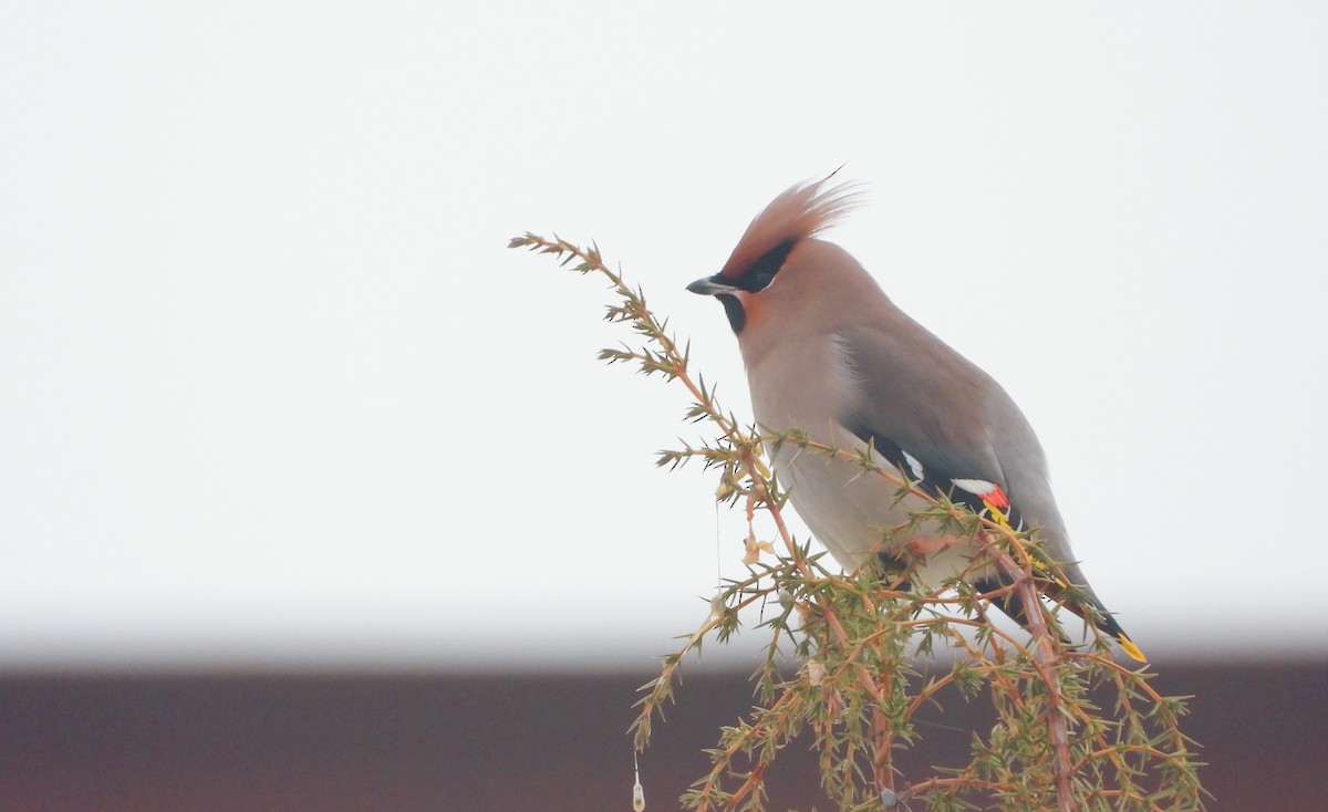 Bohemian Waxwing - ML612495010