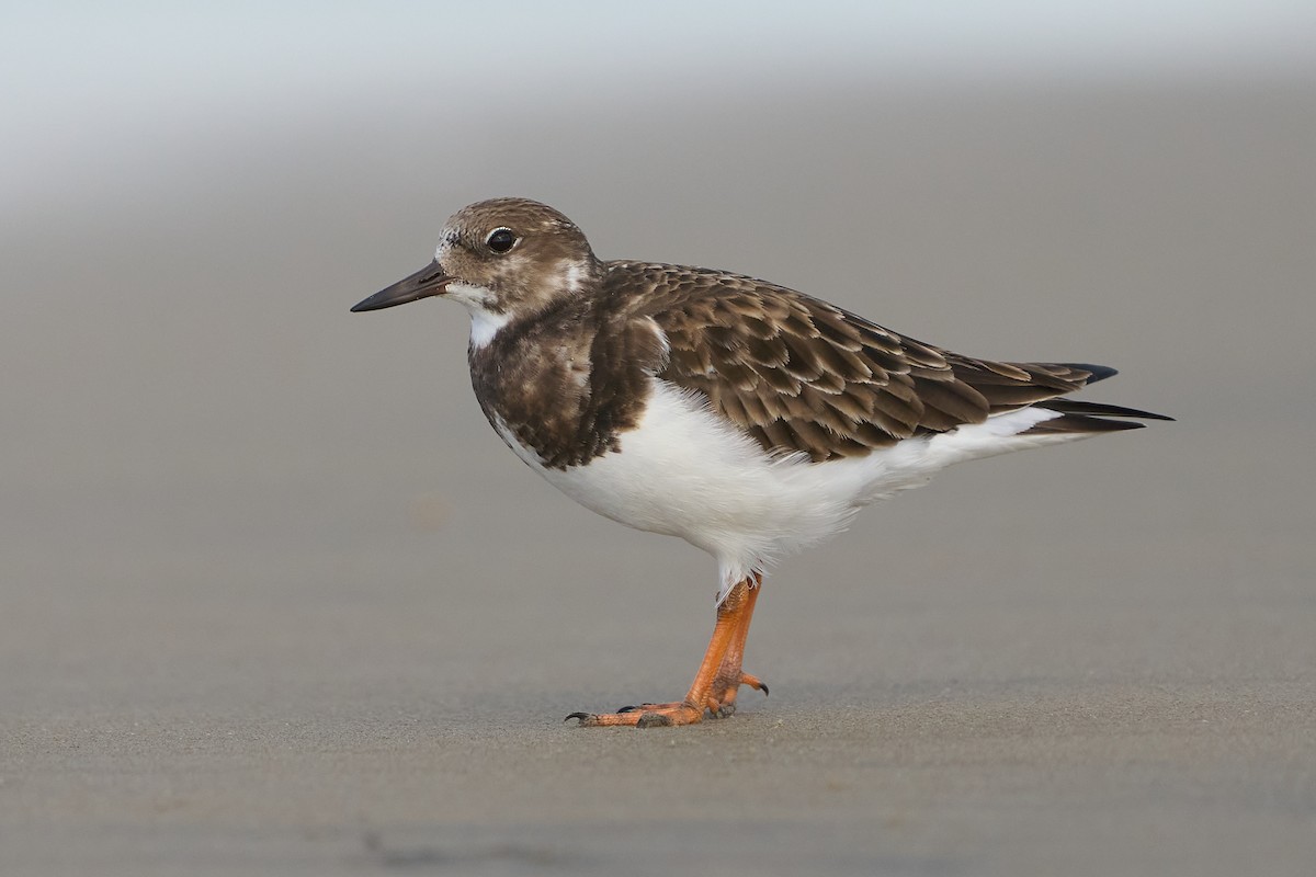 Ruddy Turnstone - ML612495099